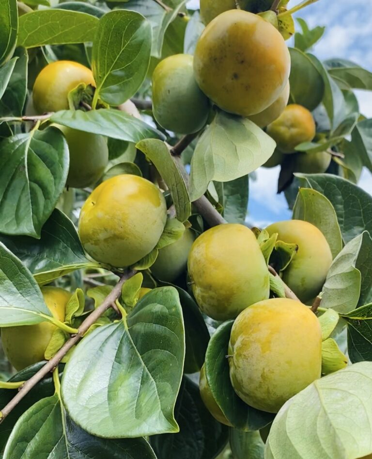 HỒNG GIÒN CHÍN NÊN